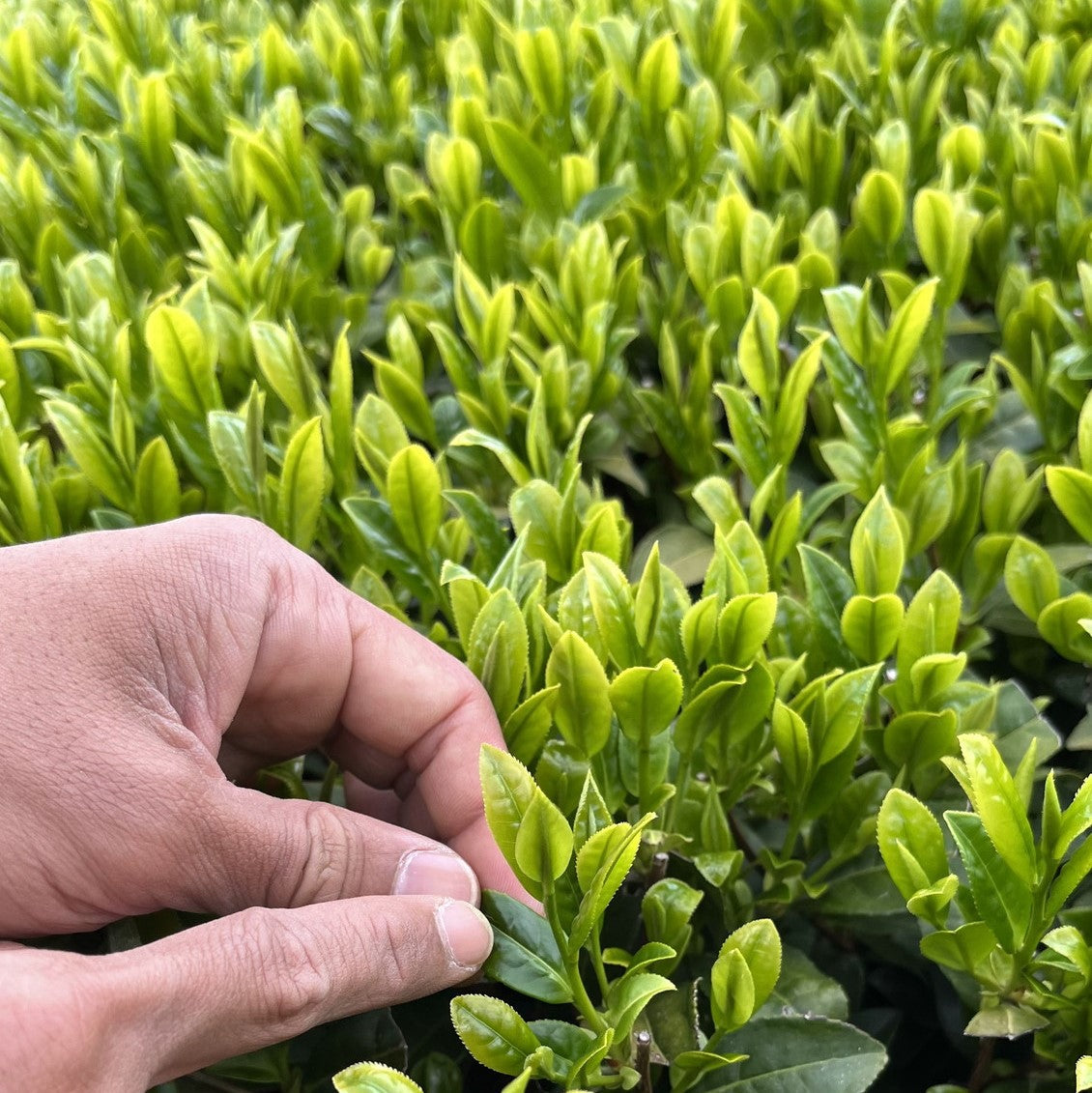 Organic Shincha Tea Bags 2025