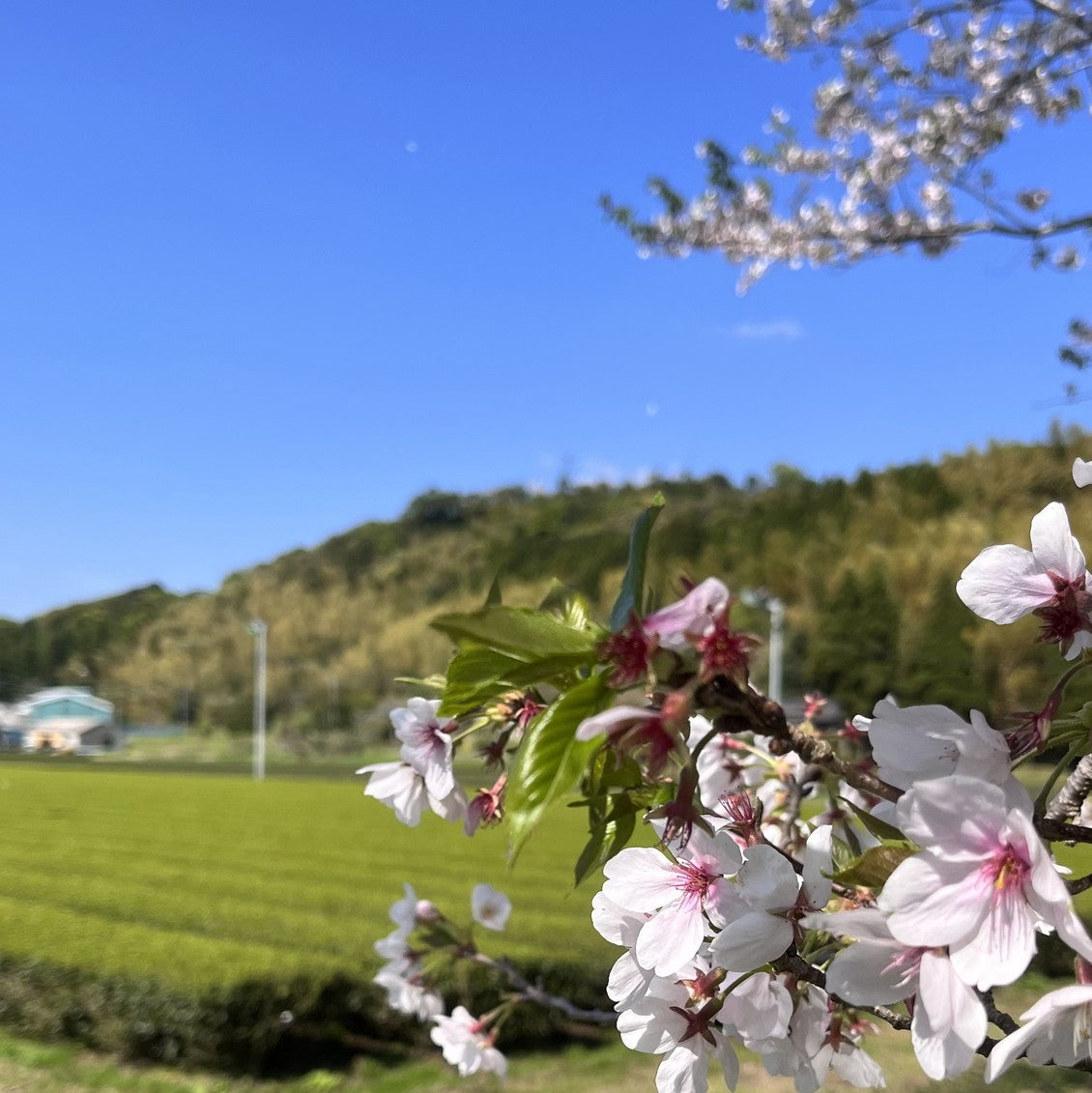 Organic Shincha Tea Bags 2025 image - 4