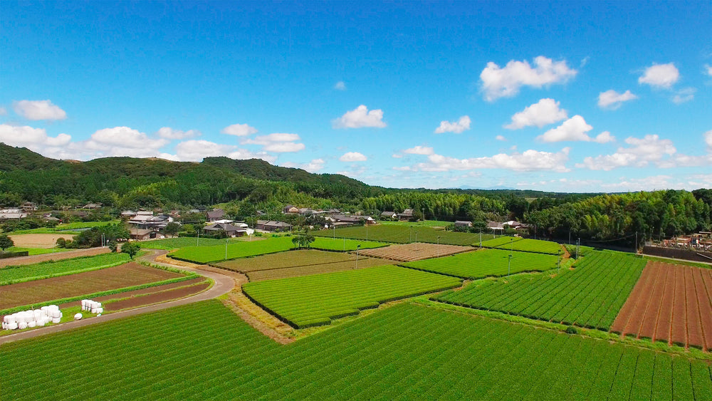 A bird's-eye view of our green tea fields.