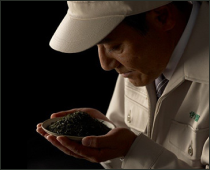 man looking at loose leaf tea