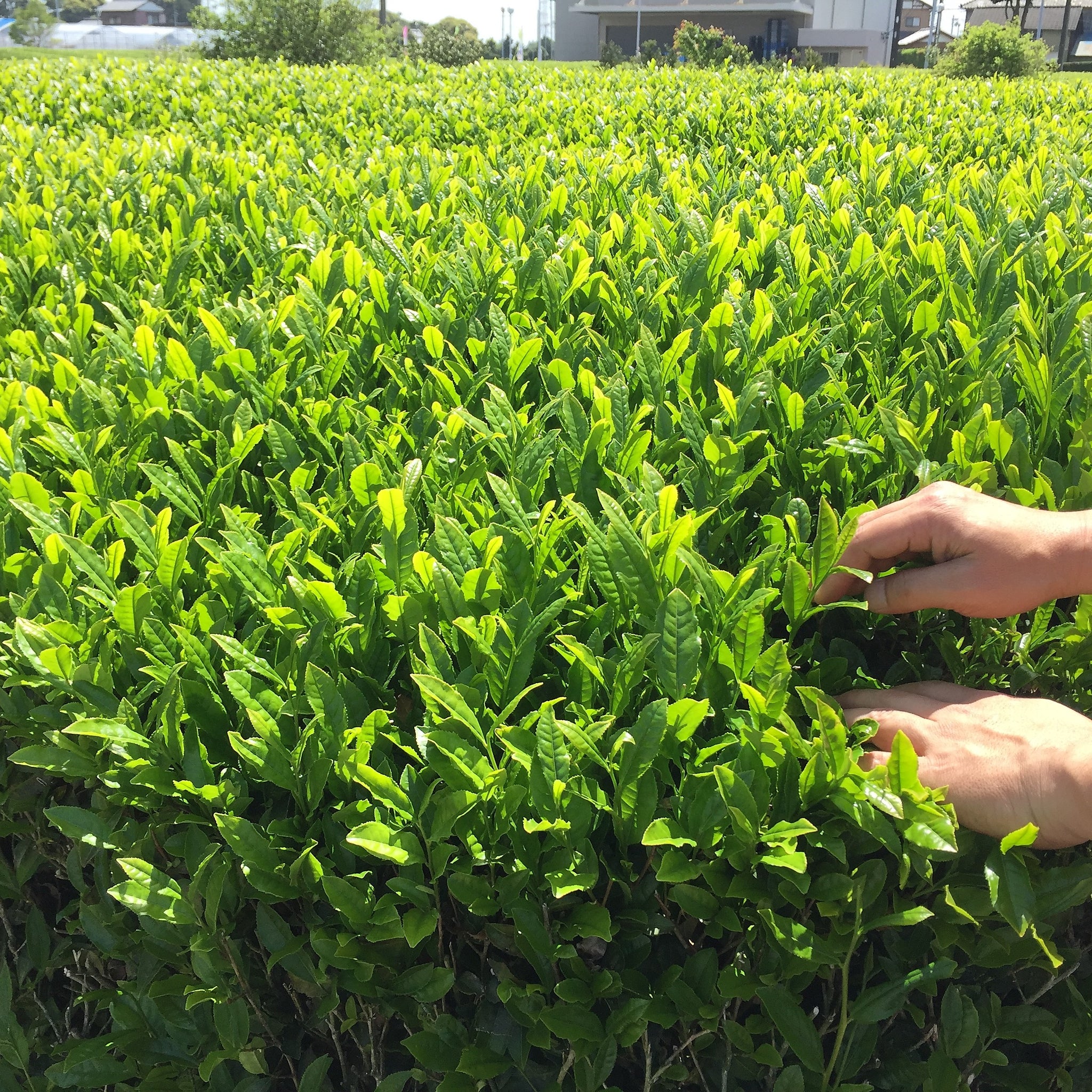 Image of farmer's hands picking tea leaves.